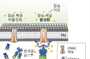 IBS, 머리에 빛 비춰 공간 기억 능력 높이는 기술 개발