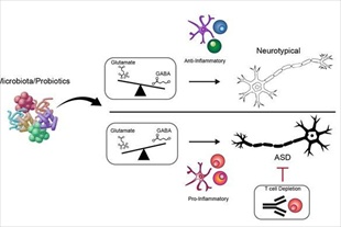 자폐증 치료할 새로운 열쇠, '장내 세균'에서 찾았다 - 뉴스 썸네일 이미지