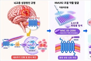 난치성 뇌암 '교모세포종'의 성장 스위치 끄는 치료법 찾았다 - 뉴스 썸네일 이미지