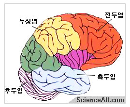 뇌의 구조와 기능