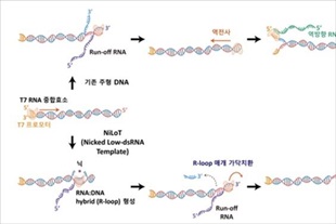 건국대, mRNA 활용 차세대 신약개발 위한 원천기술 확보 - 뉴스 썸네일 이미지