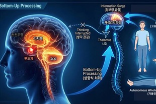 [K명상 연구 시리즈 연재 ②] 생각의 소음을 감각의 리듬으로 덮다: 광명차크라 상·하역학 (Top-down & Bottom-up)의 원리